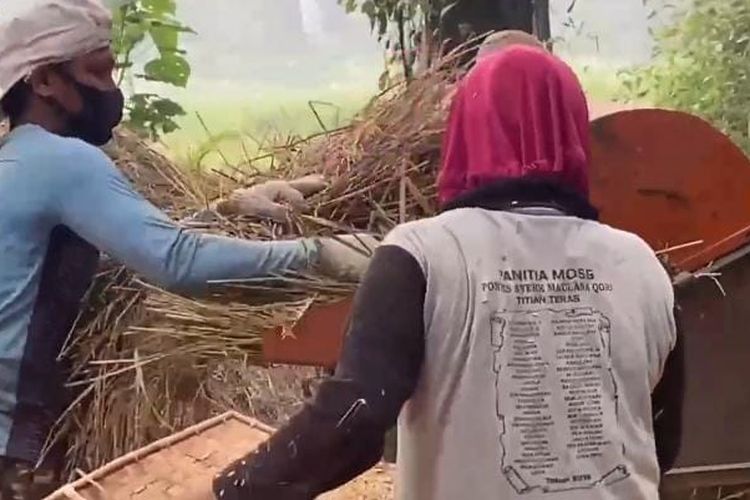 257 Hektare Sawah di Merangin Terdampak Kekeringan, Petani Terpaksa Sedot Air Sungai
