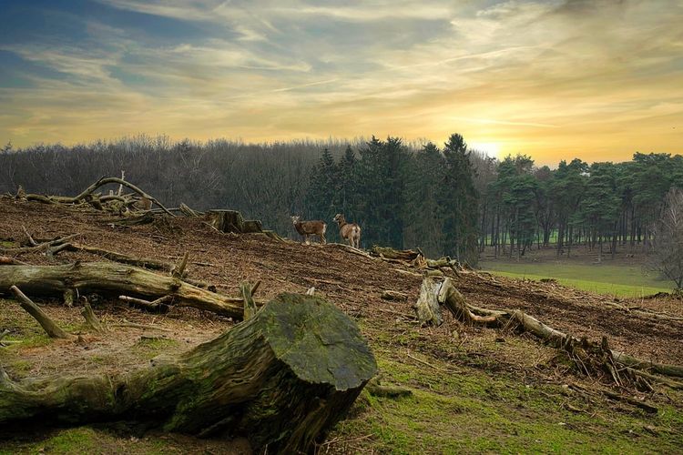 Penggundulan hutan. Deforestasi adalah pembukaan lahan dengan sengaja. Deforestasi disebabkan oleh keserakahan manusia dalam membuka dan mengubah lahan hutan.