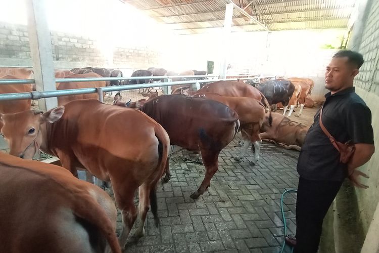 Hewan ternak di salah satu kandang sapi di Banyuwangi 