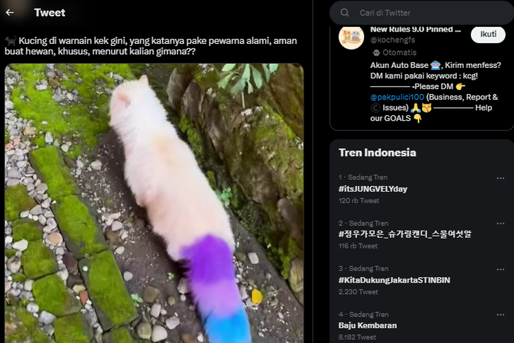 Tangkap layar foto kucing yang rambutnya diwarnai