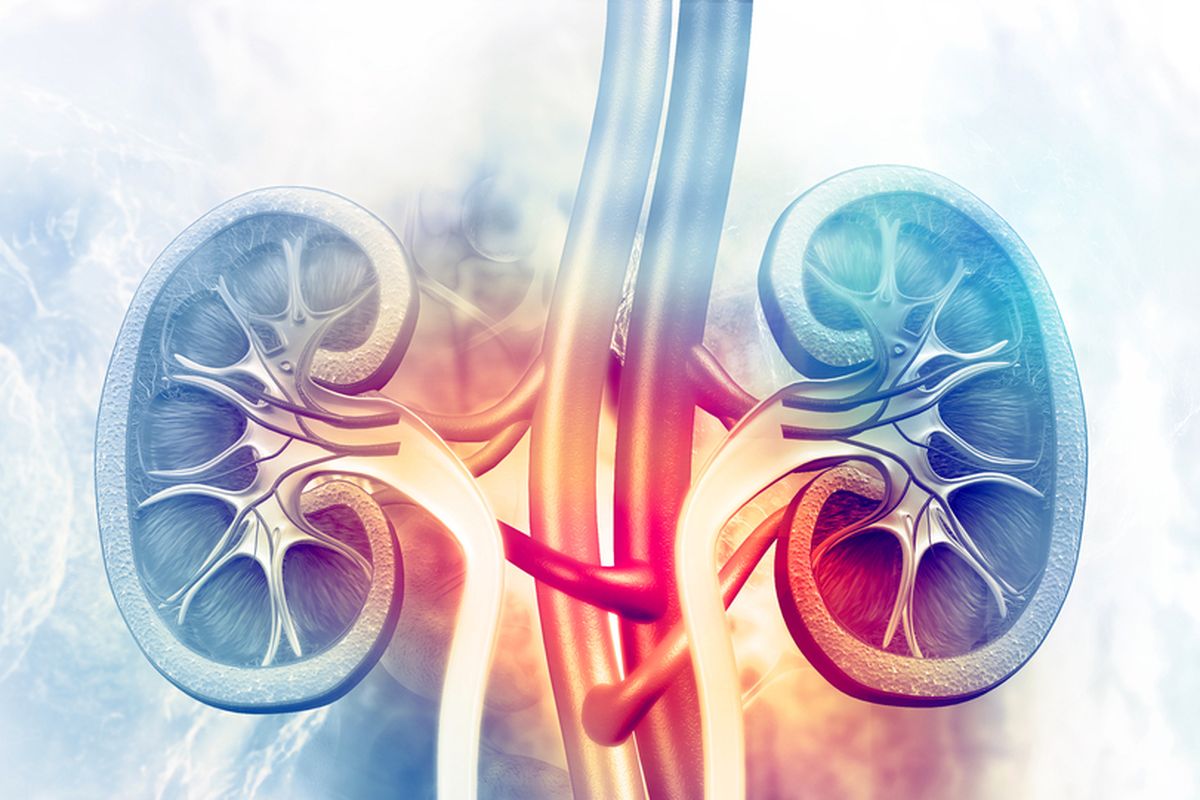 Ilustrasi ginjal. Fungsi utama ginjal adalah mempertahankan homeostasis. Selain itu juga menjaga tekanan darah hingga memproduksi sejumlah hormon penting bagi tubuh.