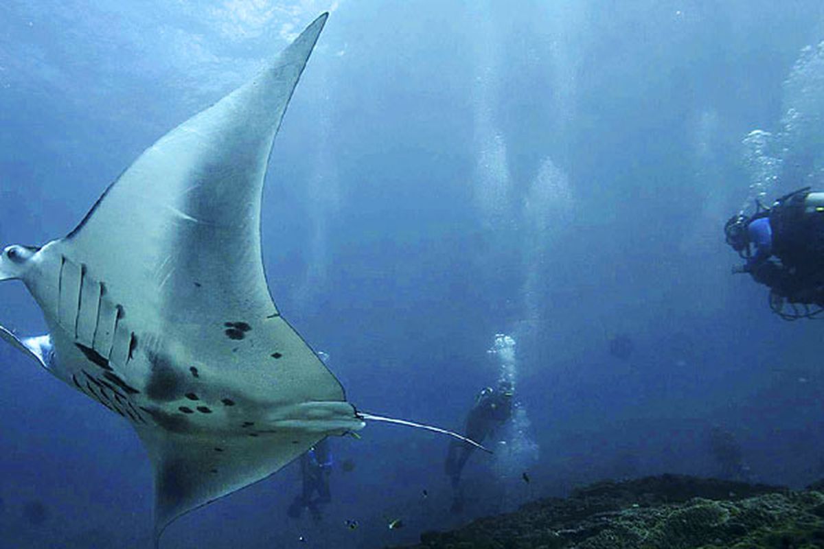 Penyelam menyaksikan ikan pari manta yang berenang di lokasi Manta Point, Pulau Nusa Penida, Kabupaten Klungkung, Bali, Rabu (25/10/2017). Binatang yang dilindungi itu merupakan salah satu daya tarik wisata utama di Nusa Penida. Tahun 2016, Nusa Penida dikunjungi sedikitnya 245.124 wisatawan dari dalam dan luar negeri.