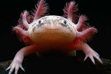 Kenapa Axolotl Terancam Punah?