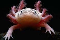 Apa Makanan Axolotl?