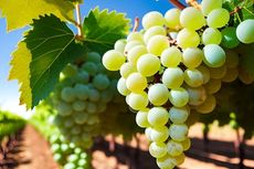 6 Tips Merawat Tanaman Anggur di Dalam Pot agar Rajin Berbuah