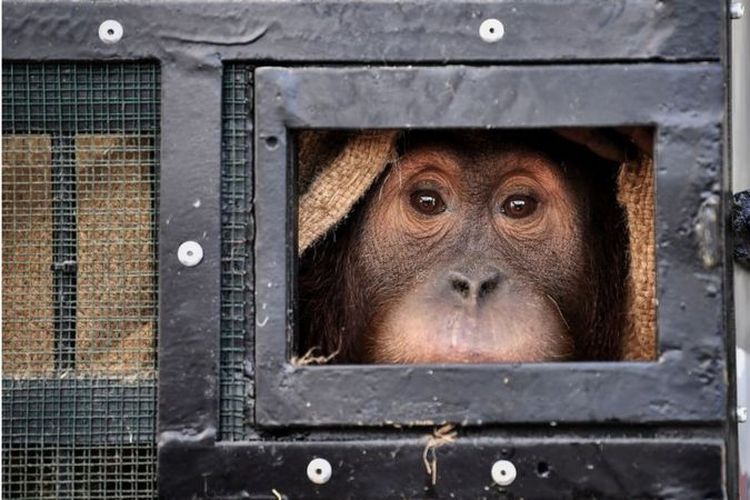 Seekor orangutan Sumatera korban penyelundupan satwa liar melihat dari dalam kadang saat hendak dipulangkan dari Thailand ke Indonesia di Bandara Suvarnabhumi, Bangkok, pada Kamis (17/12).