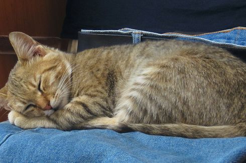 Kucing Suka Tidur di Atas Pakaian Pemiliknya, Ini Alasannya
