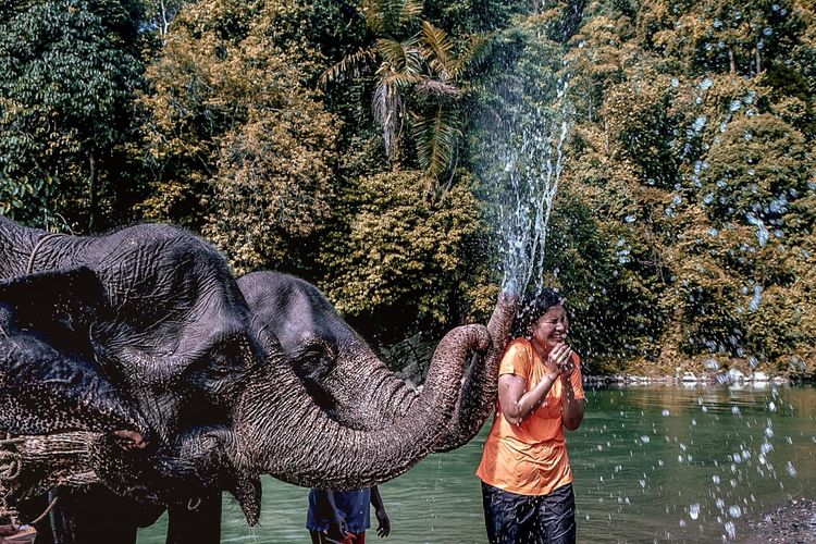 Kegiatan wisatawan saat bermain bersama gajah di Tangkahan.