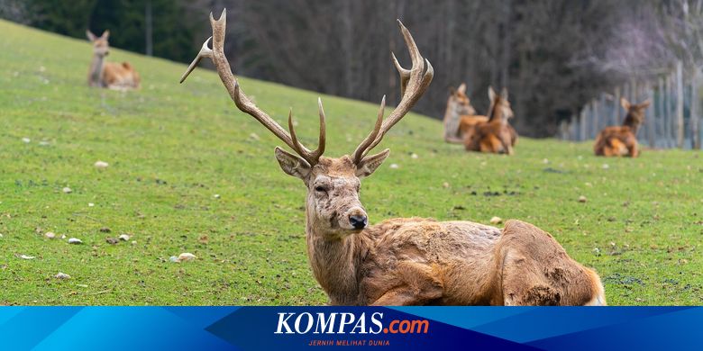 Mengapa Merauke Dijuluki Kota Rusa?