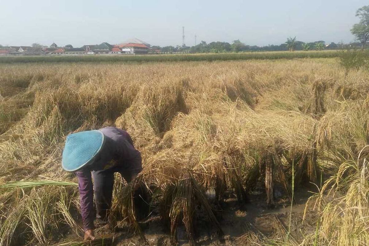 Petani Kendal, saat berada di sawah. KOMPAS.COM/SLAMET PRIYATIN