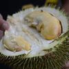 Durian abah anton malang