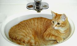 Bukan Cuma Jamur, Ini 3 Masalah Kesehatan Kucing di Indonesia