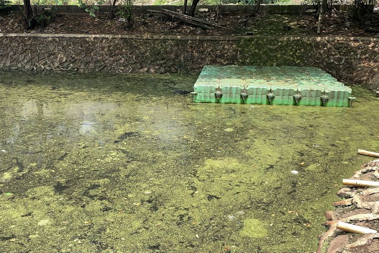 Waduk Cawang Jaktim Dipenuhi Lumut dan Gulma, Warga Keluhkan Bau Menyengat hingga Nyamuk