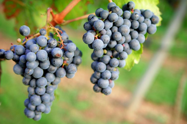 Ilustrasi tanaman anggur, menanam anggur.