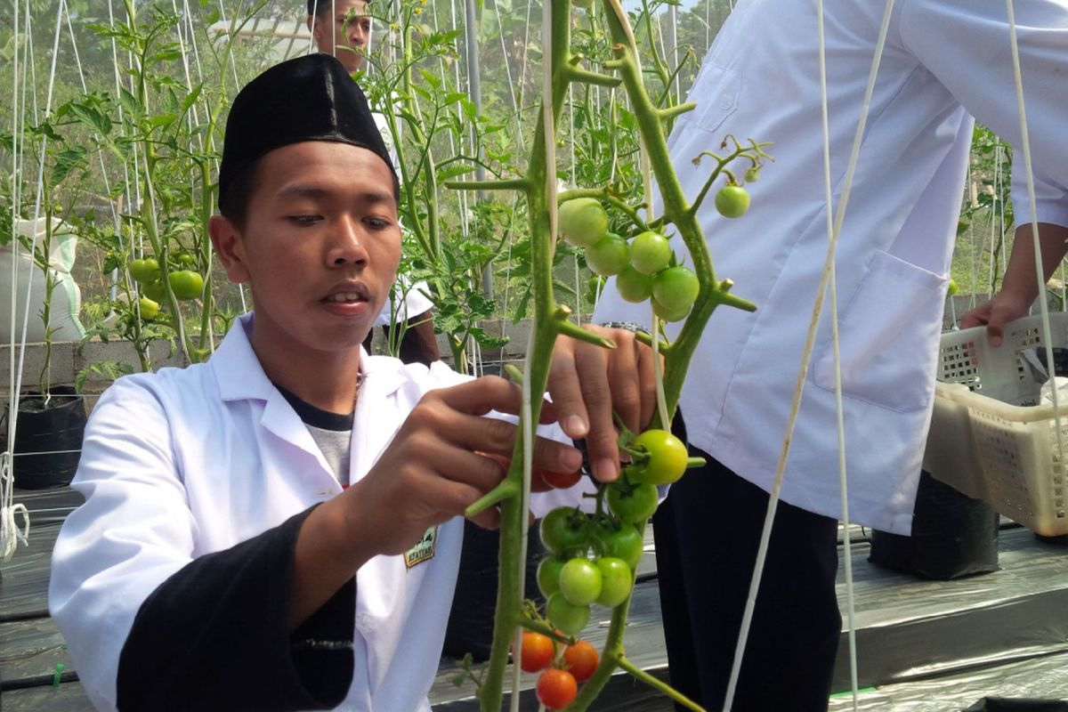 Aktivitas santri dan siswa SMK Al Mina Bandungan, Kabupaten Semarang, di green house hidroponik, Minggu (20/8/2017) siang. Rencananya panen perdana tomat jenis cherry dan beef ini akan dikirim ke Presiden Joko Widodo di Istana Negara Jakarta sebagai ungkapan terima kasih atas bantuan presiden.  