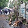 Hujan Lebat dan Angin Kencang, Pohon Tumbang di Kembangan