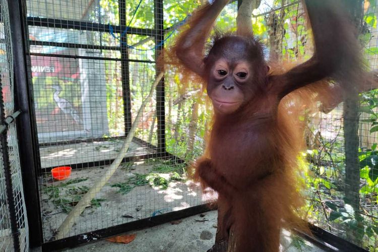 Seekor orang utan (Pongo) salah satu satwa liar yang akan diselundupkan dari Makassar ke Manado. Satwa-satwa ini saat ini dititipkan di Balai Konservasi Sumberdaya Alam Sulawesi Utara Seksi Wilayah II Gorontalo