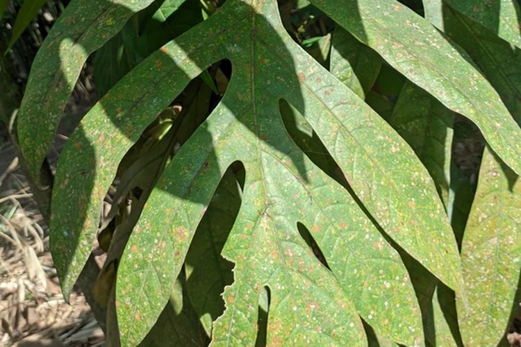 Ilustrasi tanaman ekor naga (Rhaphidophora pinnata Schott).