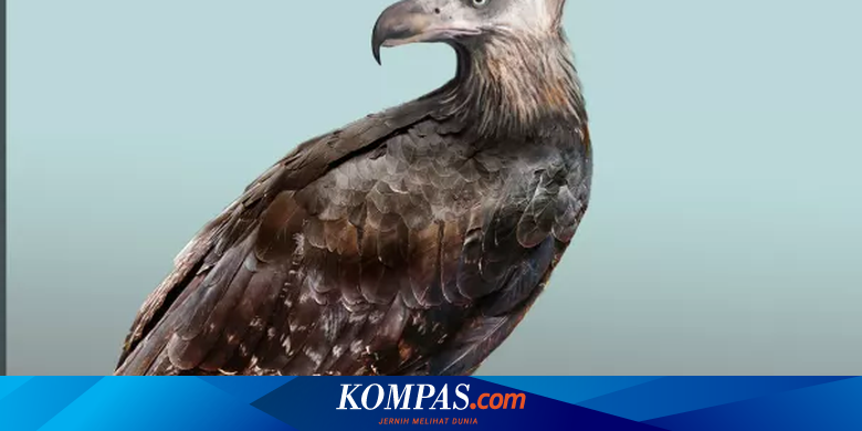 Elang Terbesar yang Pernah Hidup Ini Pilih Organ Mangsanya Dulu ...