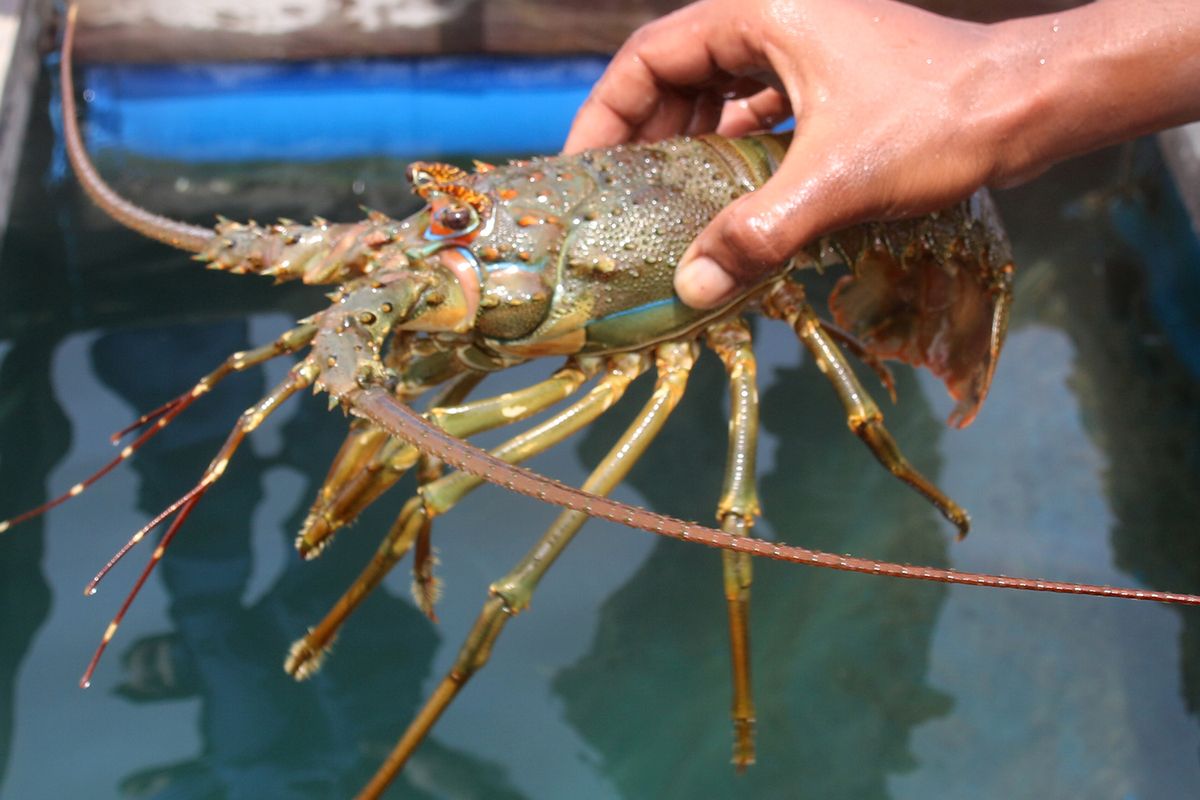 Kelompok nelayan binaan Pol Airut Polda Aceh membudidaya lobster di kawasan Laut Ulee Lheu, Banda Aceh. Kamis (09/07/2020). Bibit lobster yang dibudidayakan secara alami ini merupakan hasil tangkapan nelayan di perairan laut Aceh yang berukuran dibawah 200 gram yang dibeli dengan harga Rp 130 ribu, kemudian setelah satu bulan dirawat dan  diberi pakan alami lobster ini siap dipanen untuk diekspor dengan harga hingga Rp 700 ribu perkilohramnya.