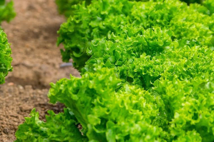 Ilustrasi tanaman selada, menanam selada. 