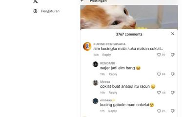 Tangkapan layar komentar warganet soal kucing tidak boleh makan cokelat.