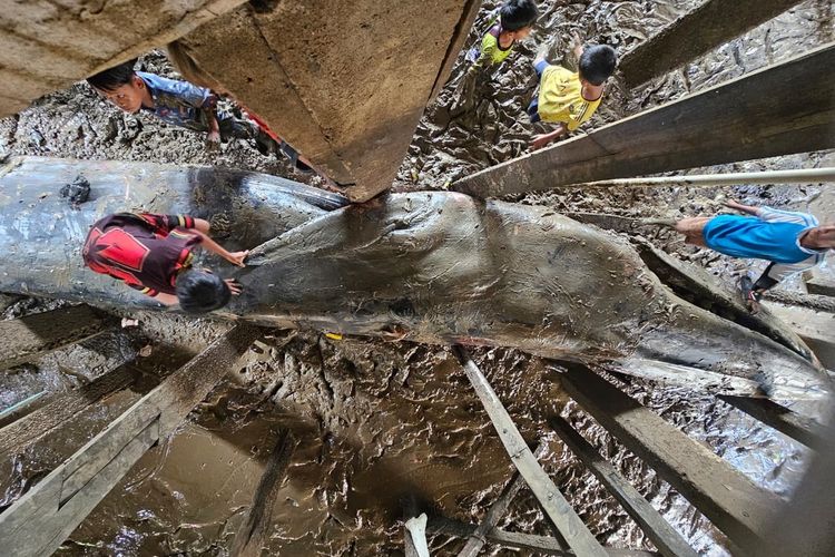 Paus Biru yang Mati Terjebak di Kolong Rumah Warga Banyuasin Dievakuasi, Petugas Terpaksa Potong Tubuhnya