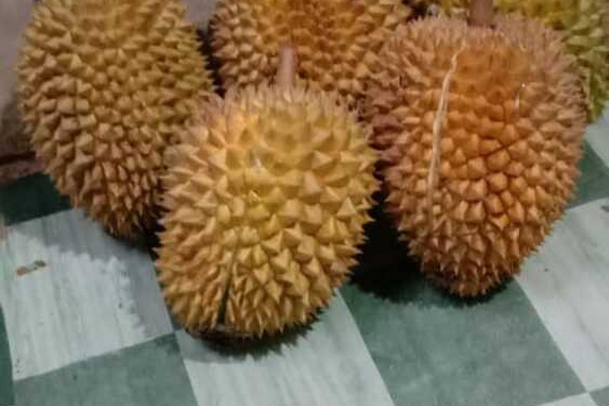 Buah Durian Kolang di wilayah Kecamatan Kuwus dan Kuwus Barat, Manggarai Barat, NTT sangat laku di pasar Kota Labuan Bajo karena rasanya berbeda dengan buah durian dari Kecamatan lain di Kabupaten Pariwisata Manggarai Barat. Bulan Januari-Februari tiap tahun di panen oleh para petani di wilayah itu, Sabtu, (18/1/2020). (KOMPAS.com/MARKUS MAKUR)