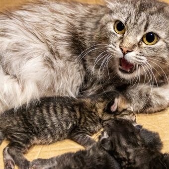 Ketika mencari cara merawat anak kucing baru lahir, penting pula untuk mengetahui kapan kucing yang baru lahir boleh dipegang.