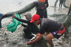 Bahagianya Petambak Bandeng Cirebon, Kembali Panen Setelah 5 Tahun Diterjang Rob