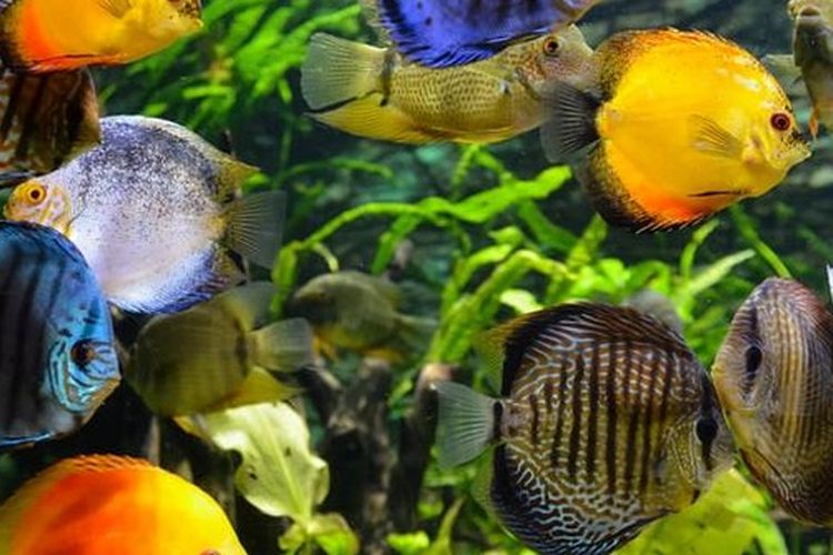 Ilustrasi ikan dalam akuarium.