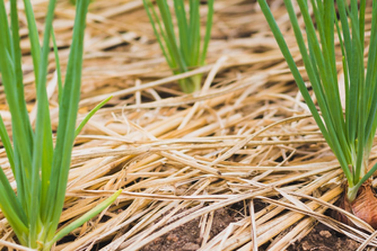Ilustrasi penanaman bawang merah