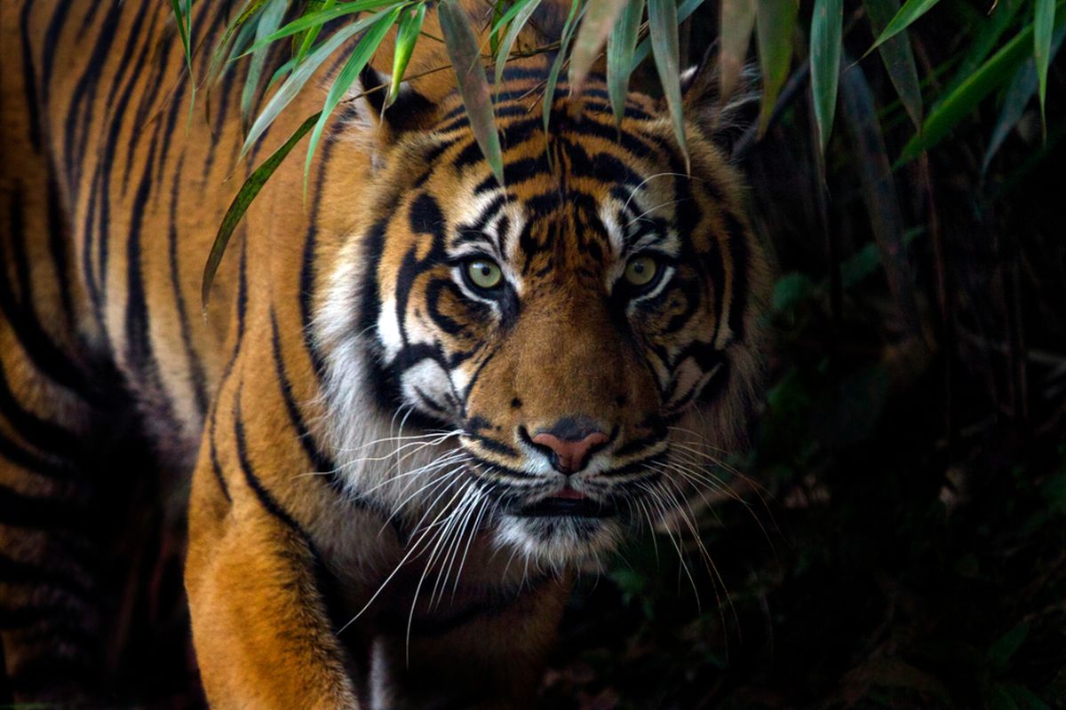 Ilustrasi Harimau. Harimau adalah salah satu spesies khas benua Asia, yang tersebar di berbagai negara seperti Indonesia, China, India dan berbagai negara lainnya.