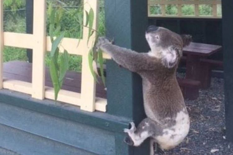 Koala ini ditemukan mati dan dipaku ke tiang kayu di sebuah lokasi wisata di sebelah utara kota Brisbane.