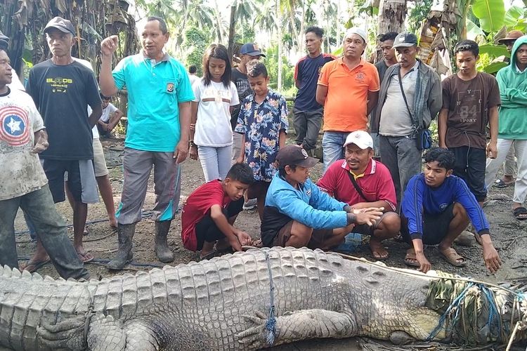 Kakek Usman (53) seorang warga Desa Ambuau Indah, Kecamatan Lasalimu Selatan, Kabupaten Buton, Sulawesi Tenggara, menangkap seekor buaya raksasa seberat 1 ton seorang diri, Sabtu (25/6/2022) pagi.