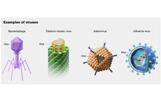 Ciri-ciri Virus sebagai Benda Mati