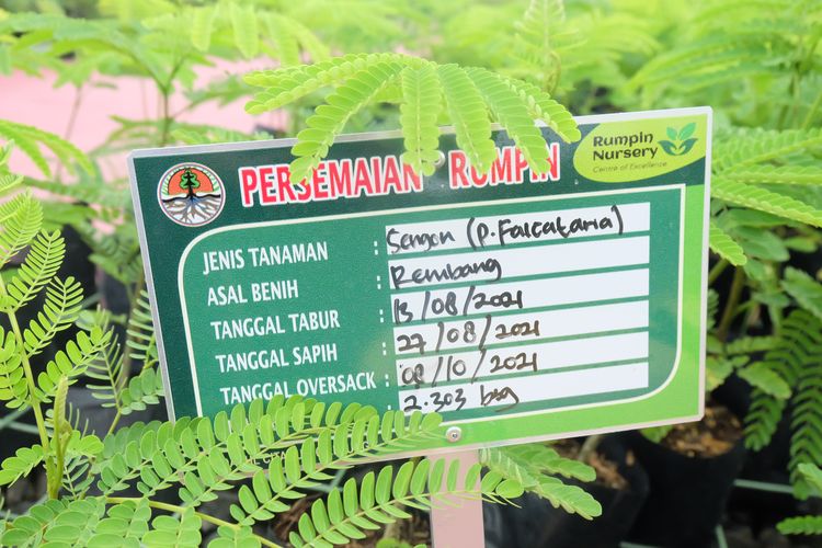 Bibit tanaman sengon adalah salah satu varian yang ditanam di Pusat Persemaian Rumpin.