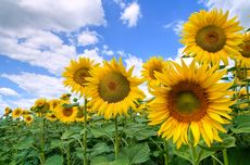 6 Fakta Menarik Bunga Matahari, Kaya Makna dan Favorit Para Seniman