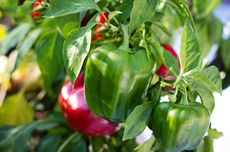 5 Pemeliharaan Tanaman Paprika dari Penyiraman sampai Pengendalian OPT