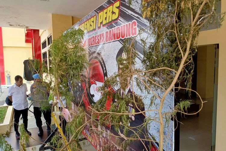 Kapolresta Bandung Kombes Pol Kusworo Wibowo saat mengintrogasi MTS (60) lansia asal Kecamatan Majalaya, Kabupaten Bandung, Jawa Barat yang menanam 20 batang pohin ganja di rumahnya, Senin (12/2/2024)