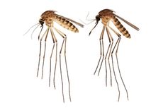 Seperti Apa Spesies Nyamuk Baru yang Ditemukan di Florida?