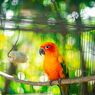 5 Tips Merawat Burung agar Tetap Sehat dan Bahagia 