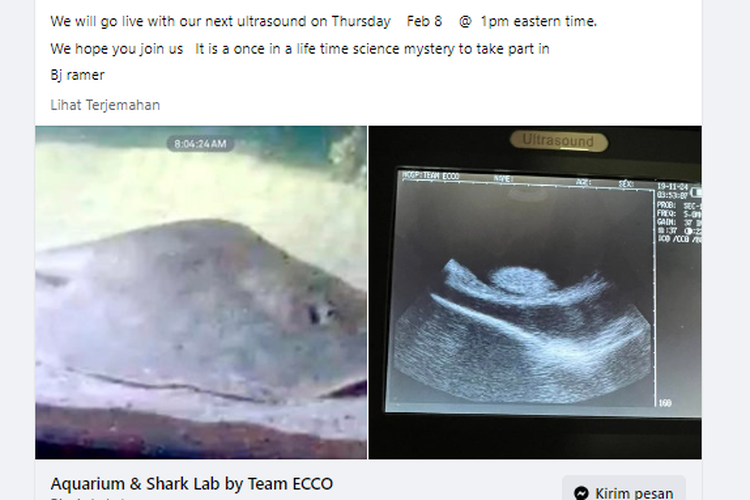 Ikan pari di Aquarium and Shark Lab di North Carolina, Amerika Serikat diduga dihamili hiu