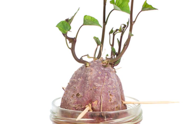 Ilustrasi pembibitan ubi jalar di air