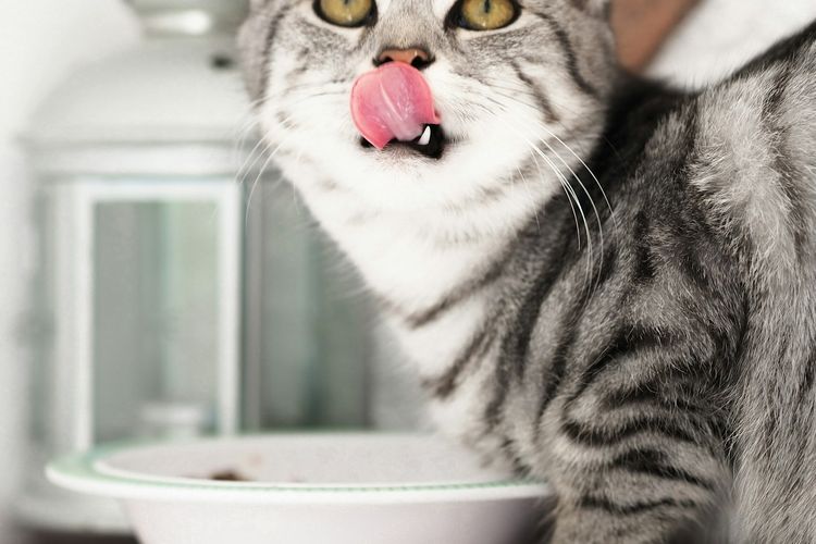 Ilustrasi kucing makan.