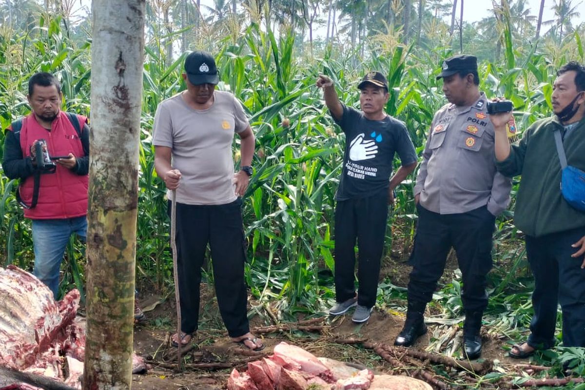 Kondisi kerbau milik Nuryaji saat ditemukan tinggal tulang dan jeroan, Rabu (25/3/2025)