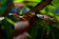 Peringatkan Saingan, Warna Mata Ikan Guppy Berubah Saat Marah