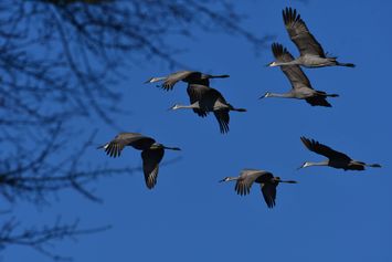 Apa Itu Migrasi Burung? Pengertian, Penyebab, dan Proses Terjadinya