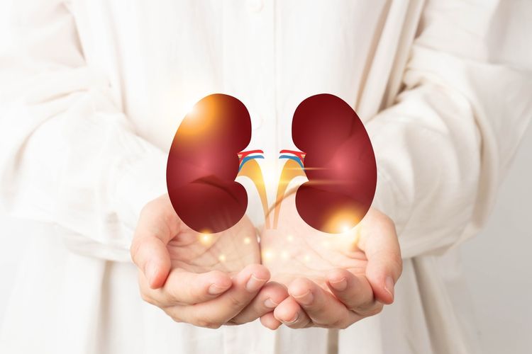 An illustration of kidneys. 