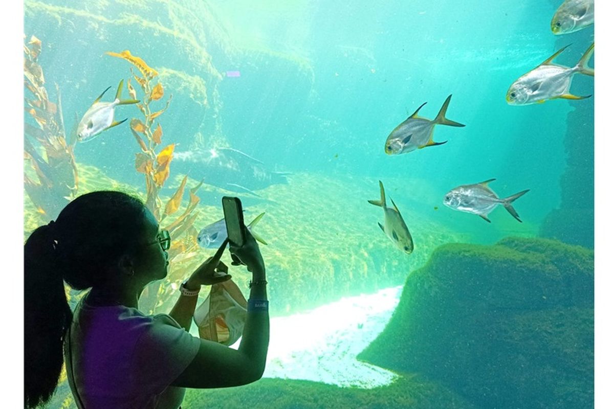 Seorang pengunjung mengabadikan keindahan ekosistem perairan di lembaga konservasi Marine Safari Bali.
